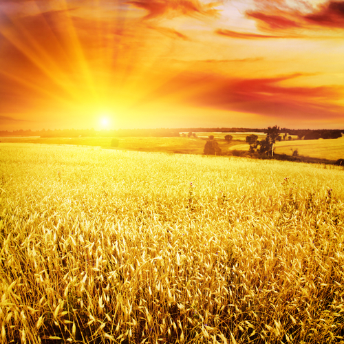 wheat field